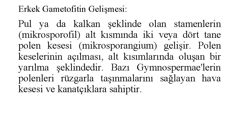 Erkek Gametofitin Gelişmesi: Pul ya da kalkan şeklinde olan stamenlerin (mikrosporofil) alt kısmında iki