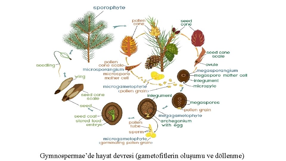 Gymnospermae’de hayat devresi (gametofitlerin oluşumu ve döllenme) 