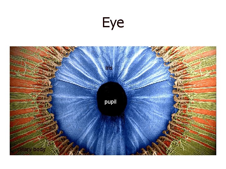 Eye iris pupil ciliary body 