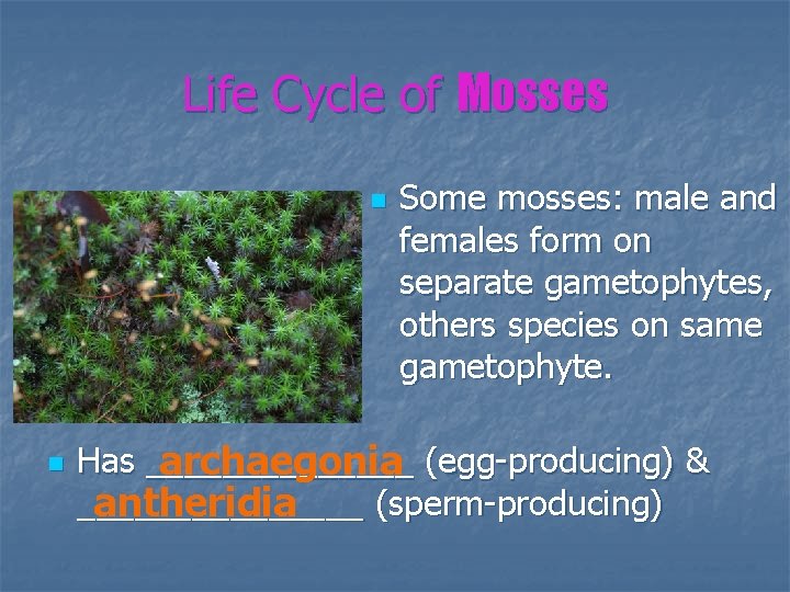 Life Cycle of Mosses n n Some mosses: male and females form on separate
