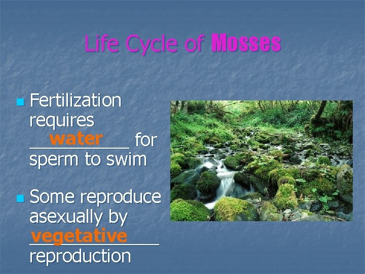 Life Cycle of Mosses n n Fertilization requires water _____ for sperm to swim