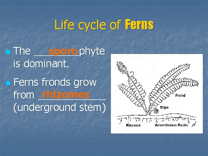 Life cycle of Ferns n n The ____phyte sporo is dominant. Ferns fronds grow