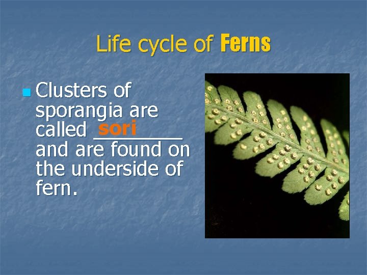 Life cycle of Ferns n Clusters of sporangia are sori called ____ and are