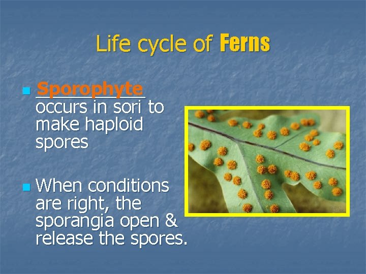 Life cycle of Ferns n n Sporophyte ______ occurs in sori to make haploid