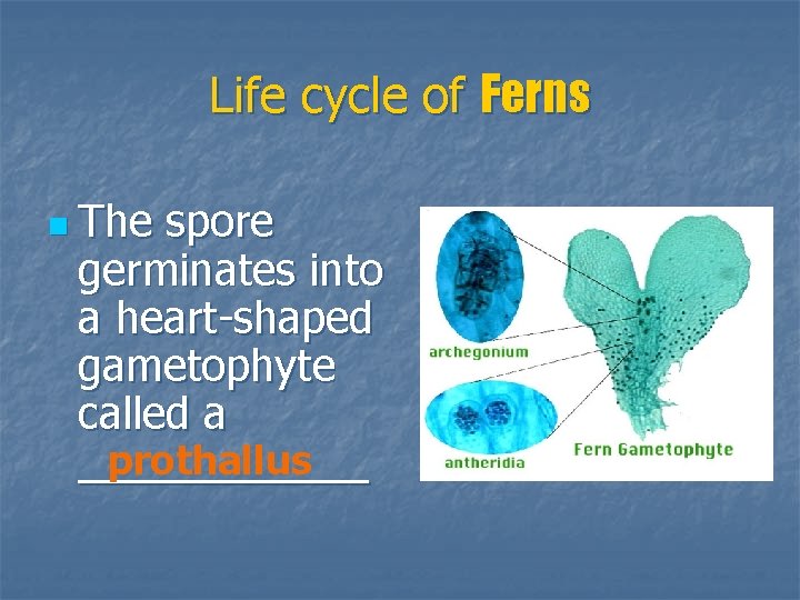 Life cycle of Ferns n The spore germinates into a heart-shaped gametophyte called a