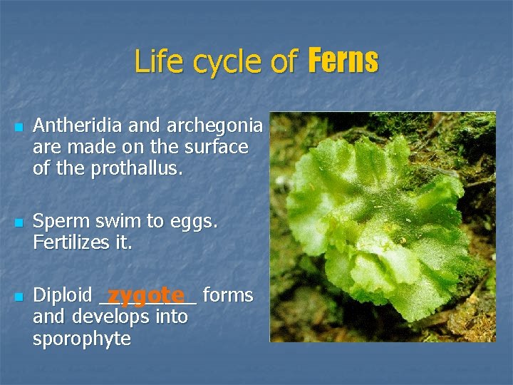 Life cycle of Ferns n n n Antheridia and archegonia are made on the