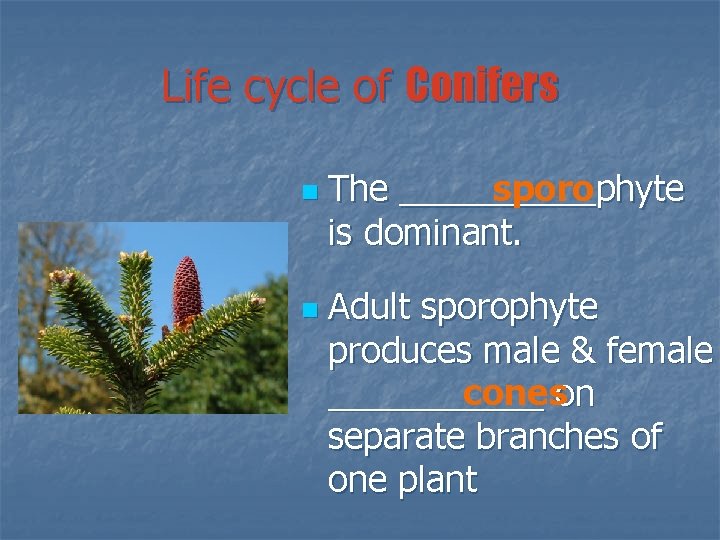 Life cycle of Conifers n n The _____phyte sporo is dominant. Adult sporophyte produces