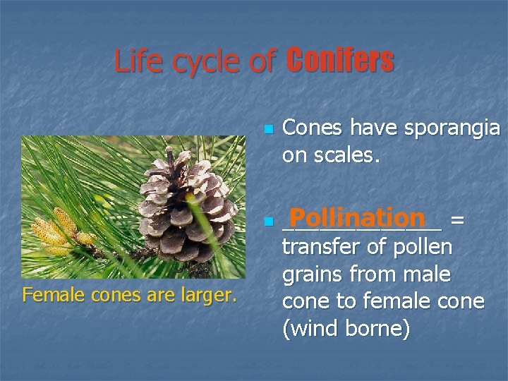 Life cycle of Conifers n n Female cones are larger. Cones have sporangia on