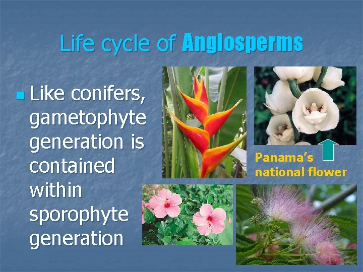 Life cycle of Angiosperms n Like conifers, gametophyte generation is contained within sporophyte generation