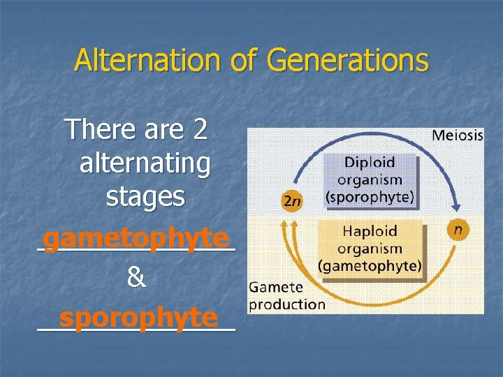 Alternation of Generations There are 2 alternating stages _______ gametophyte & sporophyte _______ 