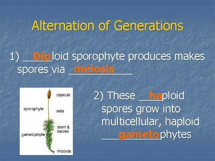 Alternation of Generations Dip 1) _____loid sporophyte produces makes meiosis spores via ______ ha