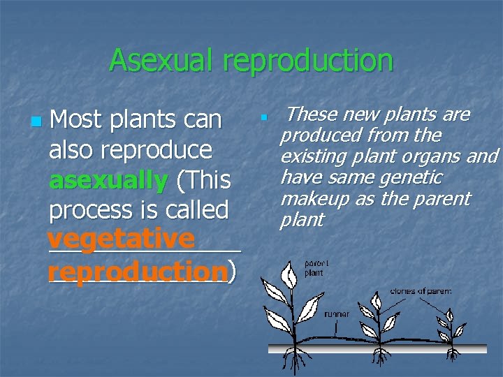 Asexual reproduction n Most plants can also reproduce asexually (This process is called vegetative