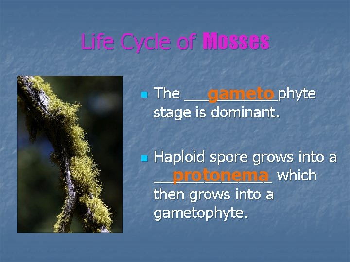 Life Cycle of Mosses n n The ______phyte gameto stage is dominant. Haploid spore