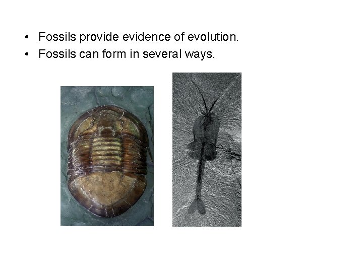 Evidence for Evolution Fossils provide evidence of evolution