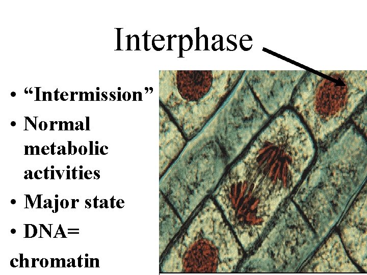 Interphase • “Intermission” • Normal metabolic activities • Major state • DNA= chromatin 