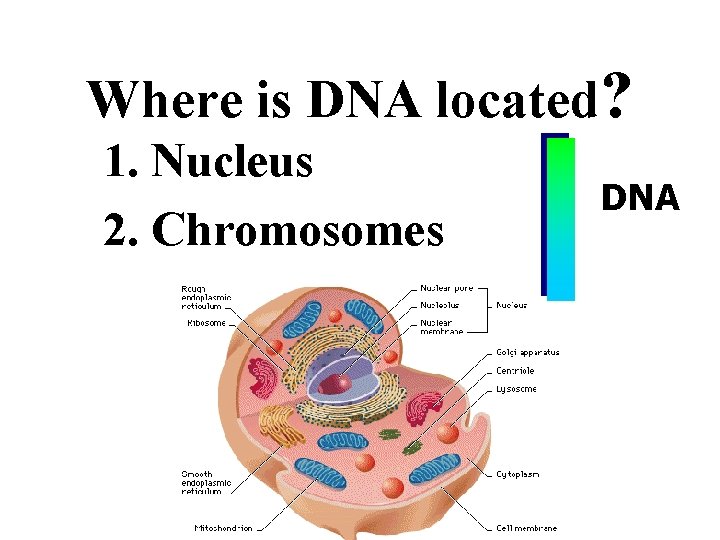 Where is DNA located? 1. Nucleus 2. Chromosomes DNA 