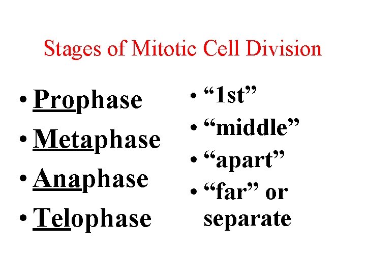 Stages of Mitotic Cell Division • Prophase • Metaphase • Anaphase • Telophase •
