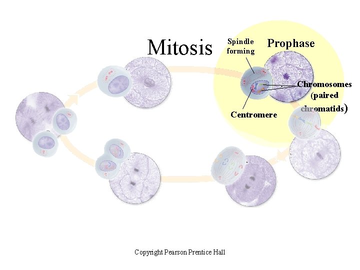 Section 10 -2 Mitosis Spindle forming Prophase Chromosomes (paired Centromere Copyright Pearson Prentice Hall