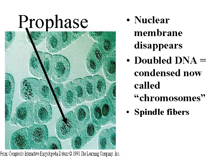 Prophase • Nuclear membrane disappears • Doubled DNA = condensed now called “chromosomes” •