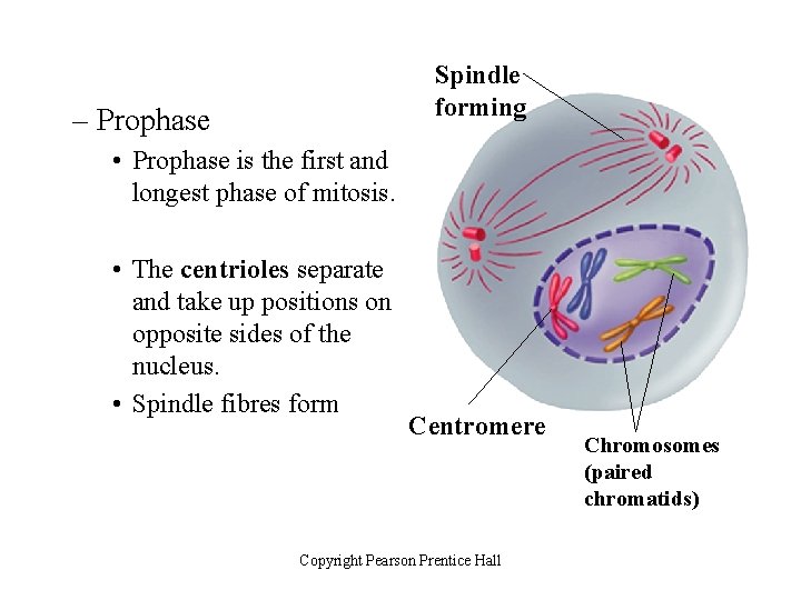 Spindle forming – Prophase • Prophase is the first and longest phase of mitosis.