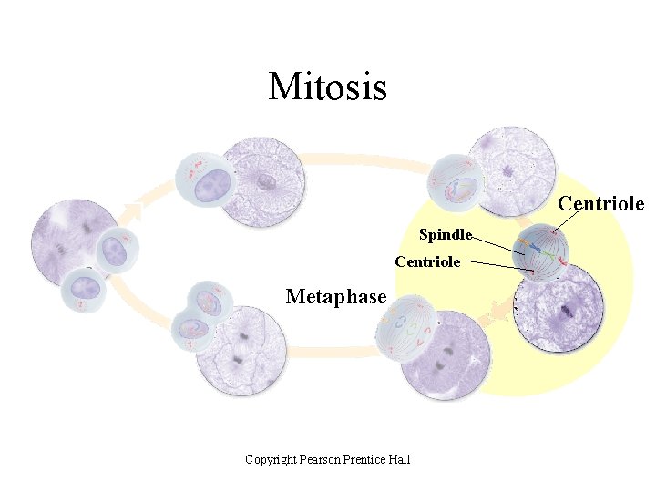 Mitosis Centriole Spindle Centriole Metaphase Copyright Pearson Prentice Hall 