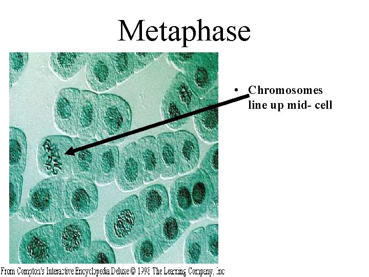 Metaphase • Chromosomes line up mid- cell 