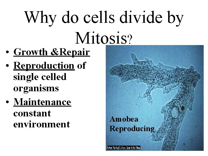 Why do cells divide by Mitosis? • Growth &Repair • Reproduction of single celled