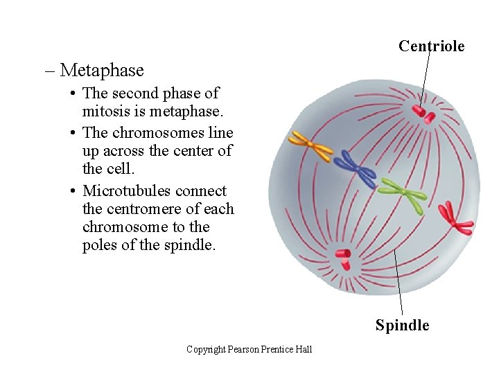 Centriole – Metaphase • The second phase of mitosis is metaphase. • The chromosomes