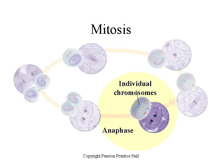 Mitosis Individual chromosomes Anaphase Copyright Pearson Prentice Hall 