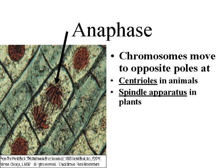 Anaphase • Chromosomes move to opposite poles at • Centrioles in animals • Spindle
