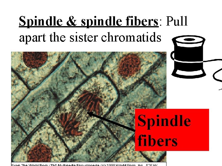 Spindle & spindle fibers: Pull apart the sister chromatids Spindle fibers 