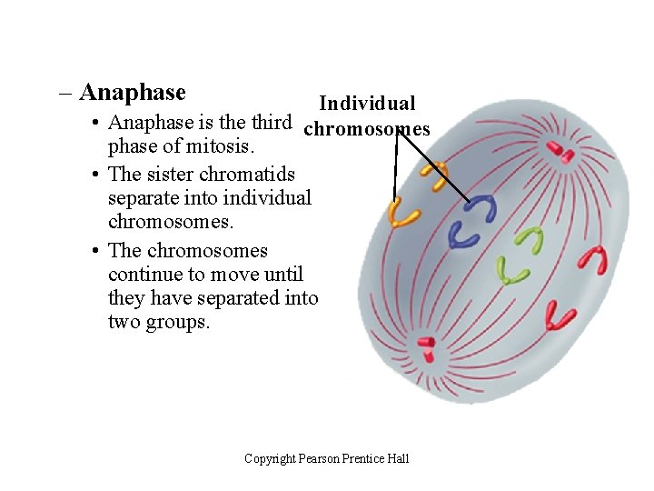 – Anaphase Individual • Anaphase is the third chromosomes phase of mitosis. • The