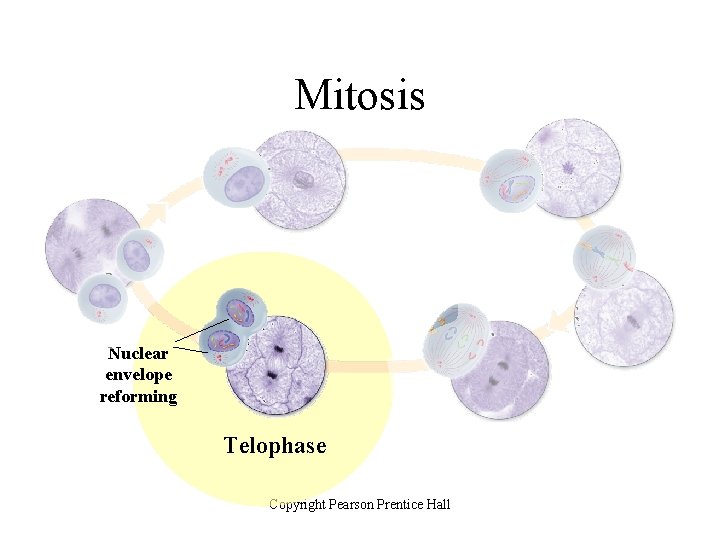 Mitosis Nuclear envelope reforming Telophase Copyright Pearson Prentice Hall 