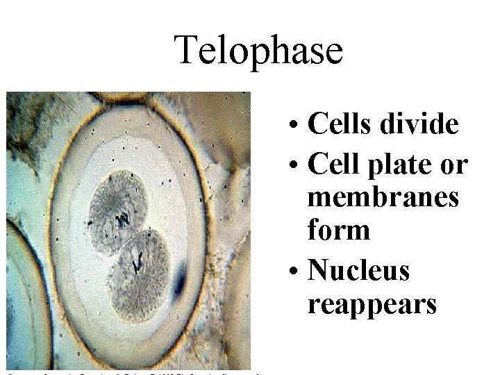 Telophase • Cells divide • Cell plate or membranes form • Nucleus reappears 