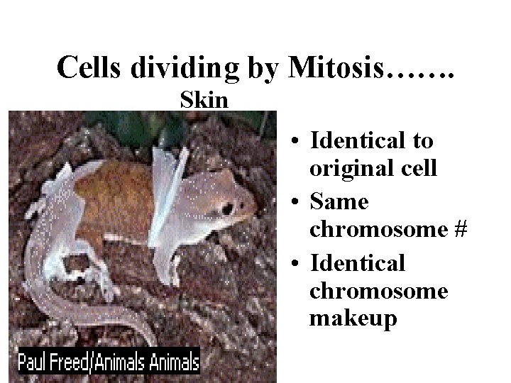 Cells dividing by Mitosis……. Skin • Identical to original cell • Same chromosome #