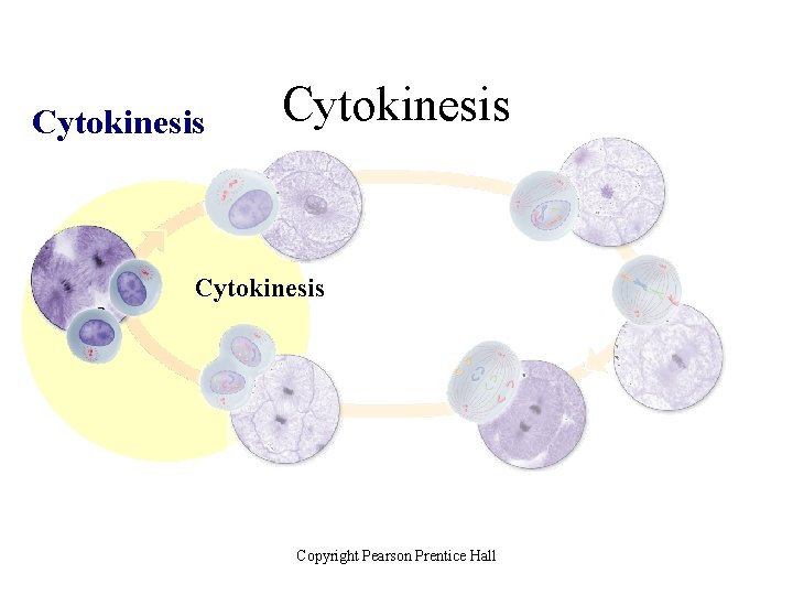 Cytokinesis Copyright Pearson Prentice Hall 