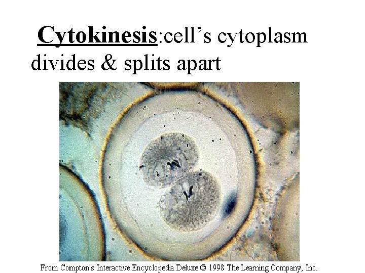 Cytokinesis: cell’s cytoplasm divides & splits apart 