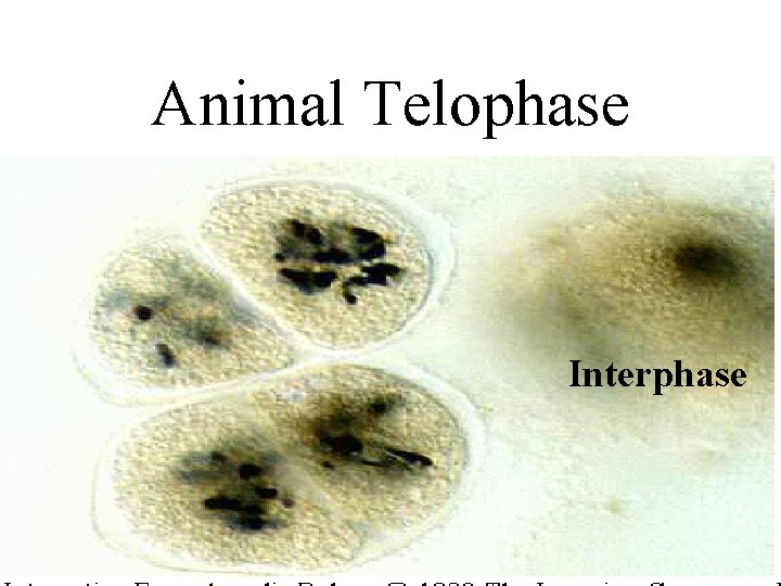 Animal Telophase Interphase 