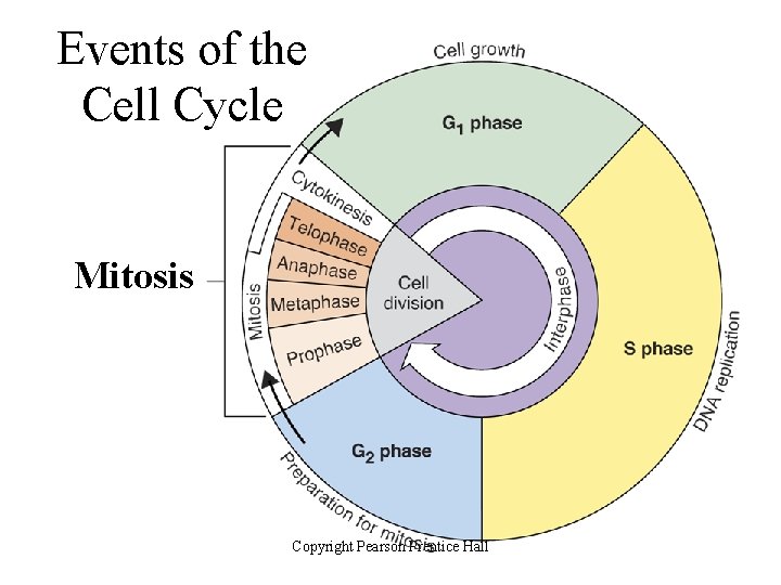 Events of the Cell Cycle Mitosis Copyright Pearson Prentice Hall 