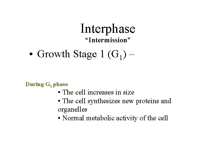 Interphase “Intermission” • Growth Stage 1 (G 1) – During G 1 phase •