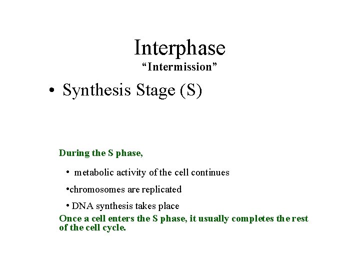 Interphase “Intermission” • Synthesis Stage (S) During the S phase, • metabolic activity of