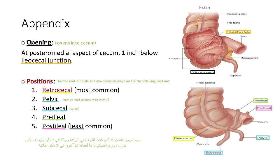 Extra Appendix o Opening: (opens into cecum) At posteromedial aspect of cecum, 1 inch