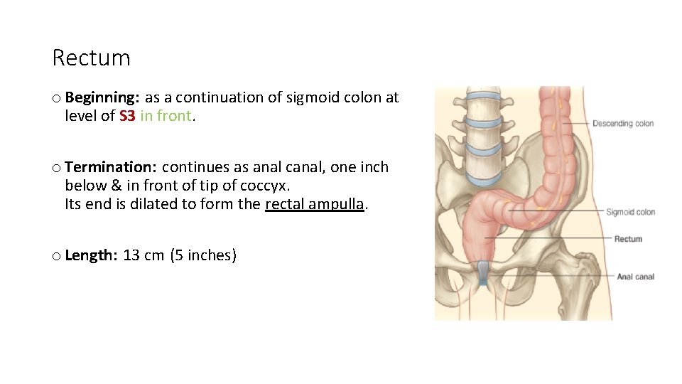 Rectum o Beginning: as a continuation of sigmoid colon at level of S 3