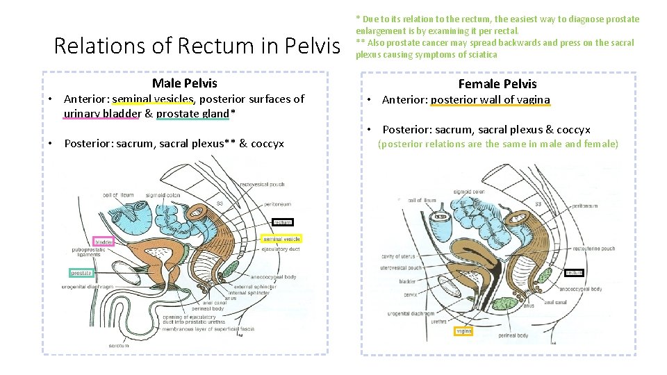 Relations of Rectum in Pelvis Male Pelvis • Anterior: seminal vesicles, posterior surfaces of