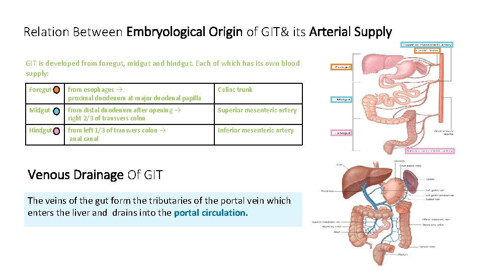 Relation Between Embryological Origin of GIT& its Arterial Supply GIT is developed from foregut,