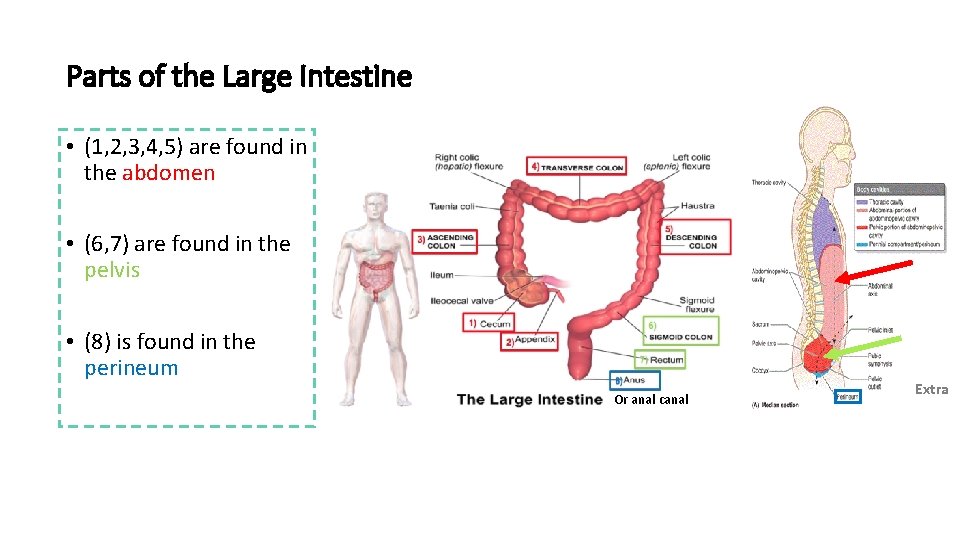 Parts of the Large Intestine • (1, 2, 3, 4, 5) are found in