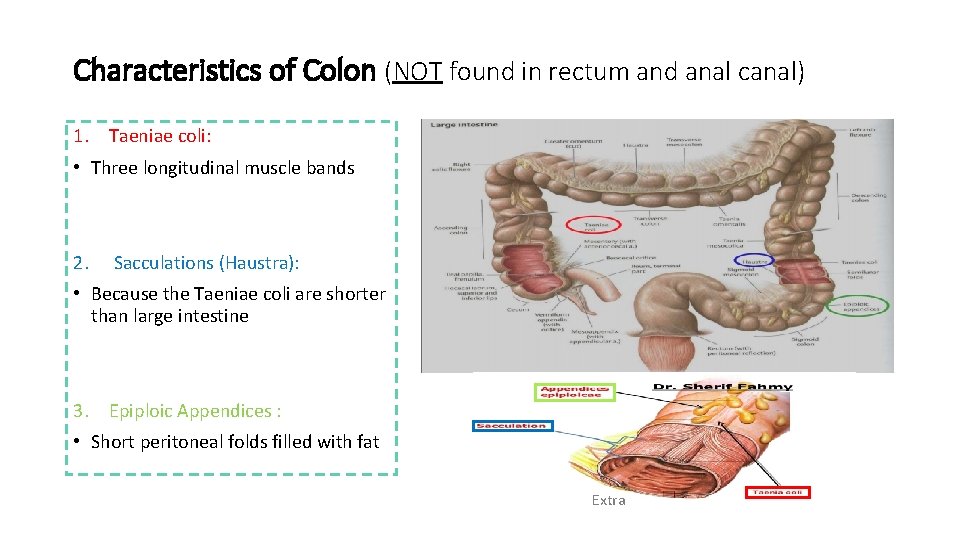 Characteristics of Colon (NOT found in rectum and anal canal) 1. Taeniae coli: •