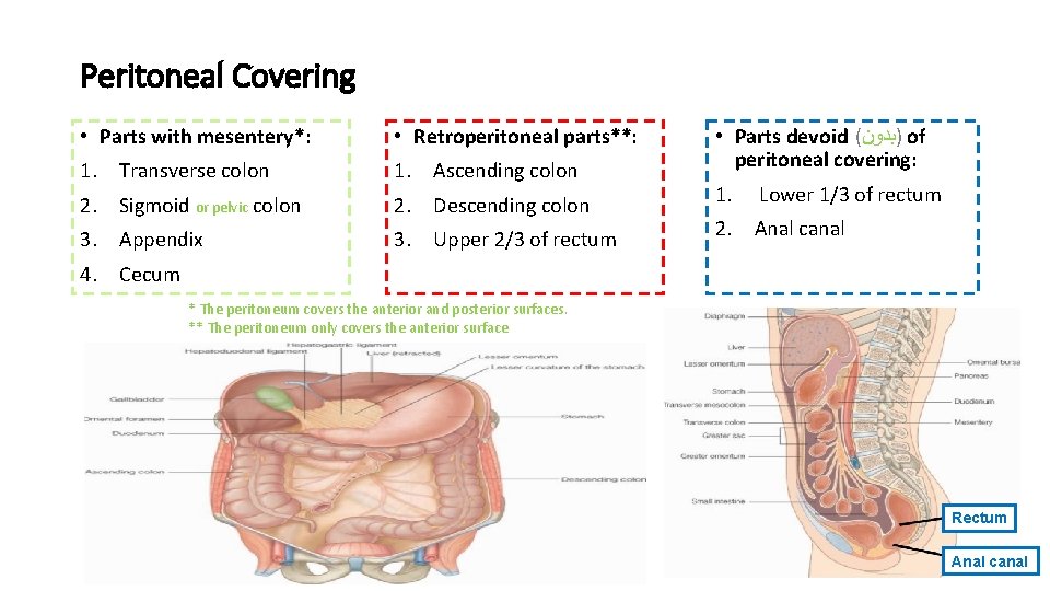 Peritoneal Covering • Parts with mesentery*: • Retroperitoneal parts**: 1. Transverse colon 1. Ascending