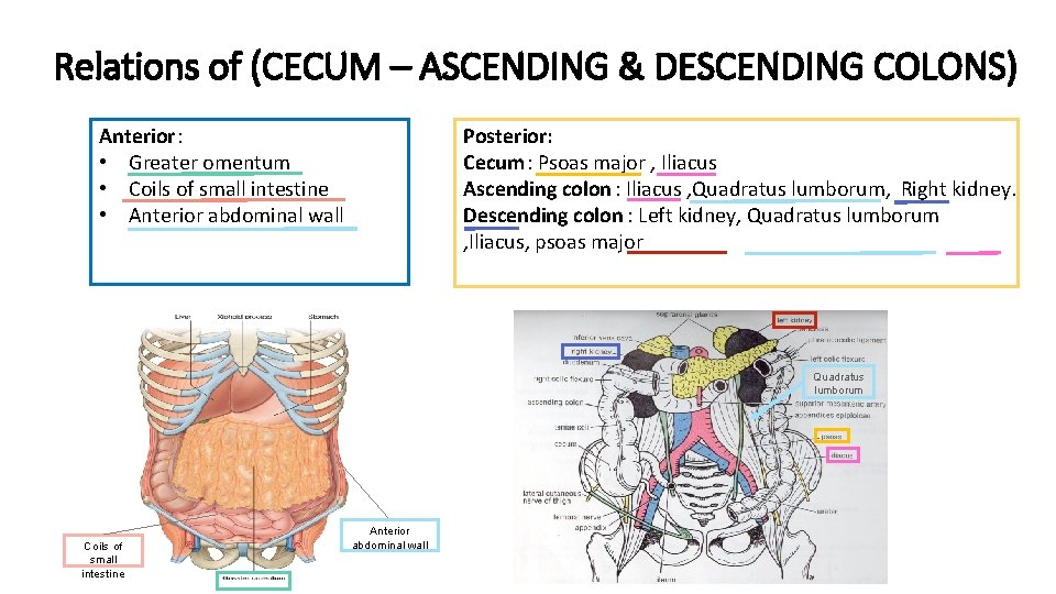 Relations of (CECUM – ASCENDING & DESCENDING COLONS) Anterior: • Greater omentum • Coils