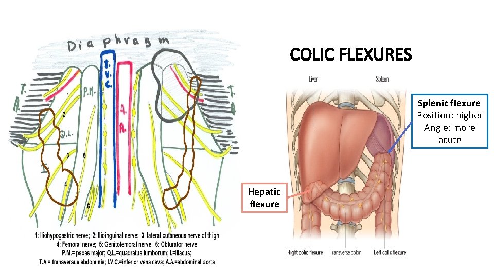 COLIC FLEXURES Splenic flexure Position: higher Angle: more acute Hepatic flexure 